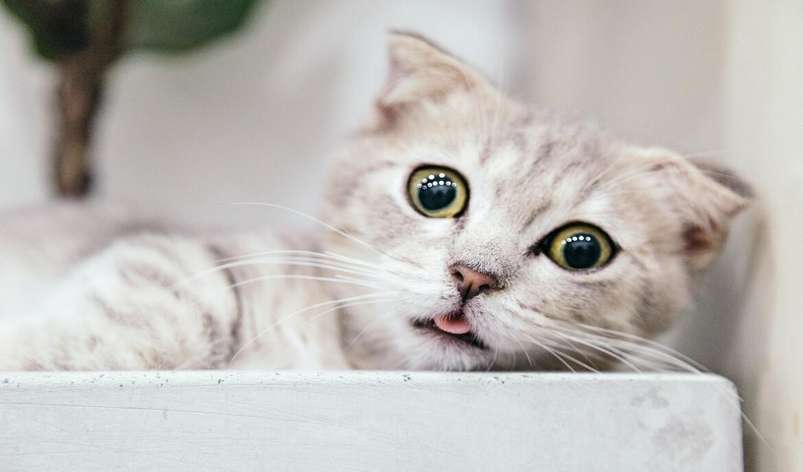 Munchkin-Katze: Katzenfutter und Rasseportrait